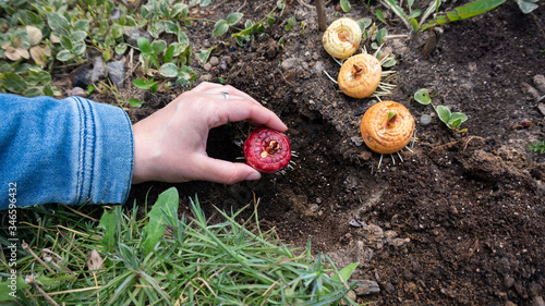 Vászonkép Planting sprouted bulbs or corms of gladiolus in open ground on a garden bed in early spring