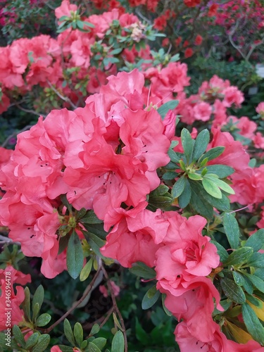 Beautiful vibrant azalea flower tree blooming in the botanical garden  in Kyiv. Bright flowers Close up. Botanical greeting card.