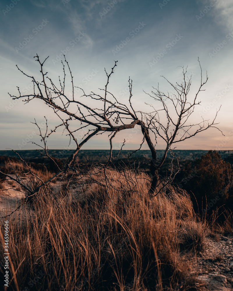 Obraz premium tree in the desert