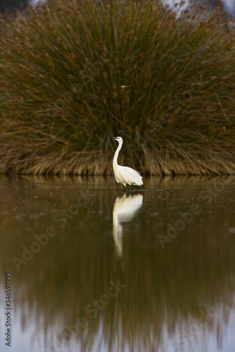 Garceta comun  Egretta garzetta 