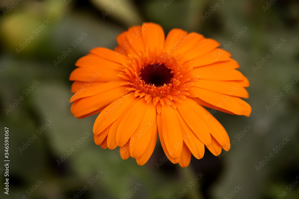 Gerbera jamesonii is a species of flowering plant in the genus Gerbera. It is indigenous to South Eastern Africa and commonly known as the Barberton daisy Gerbera jamesonii is a species of flowering plant in the genus Gerbera. It is indigenous to South Eastern Africa and commonly known as the Barberton daisy