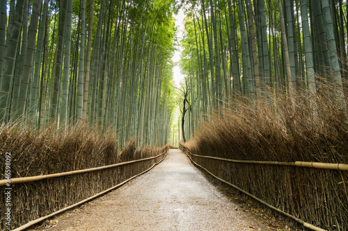 Arashiyama Bamboo Forest in Kyoto, Japan. Shot early in the morning without people in the picture.