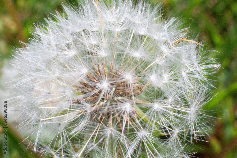 Fototapeta premium dandelion seed head