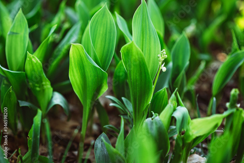 Spring flower lily of the valley in the forest. Fresh natural texture. Soft selective focus.