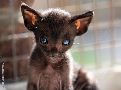 Obraz na plátne brown Oriental shorthair cat sitting in window in enclosure