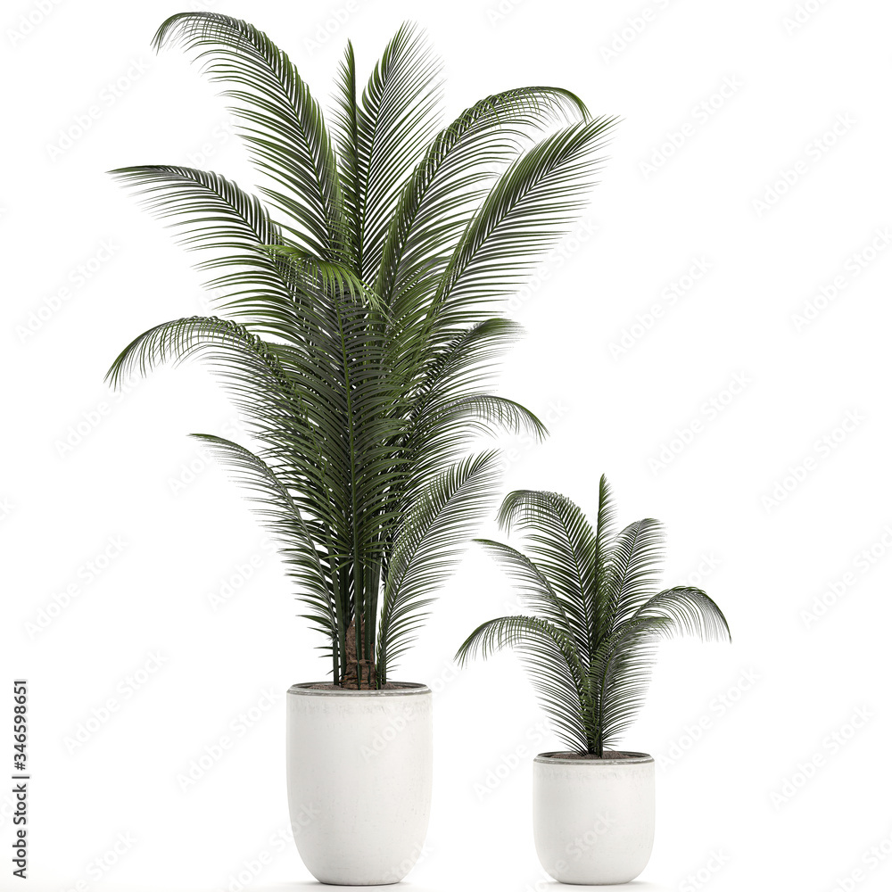 Palm tree in a white pot isolated on white background