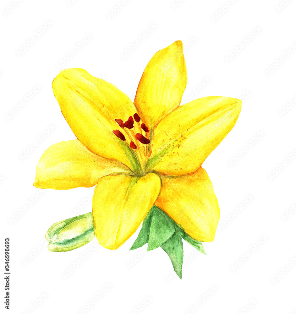 watercolor yellow lilies with a Bud, isolated on postcards