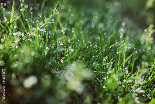 Drops of dew on the green grass on a sunny morning. Natural floral texture background. Selective focus, shallow depth of field. Beautiful natural bokeh.