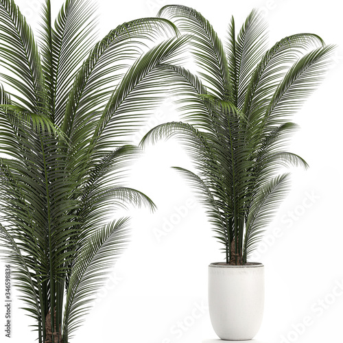 Palm tree in a white pot isolated on white background