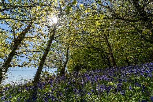 Bluebell forest shot with sunlight through the tree canopy in the Clent Hills, Worcestershire
