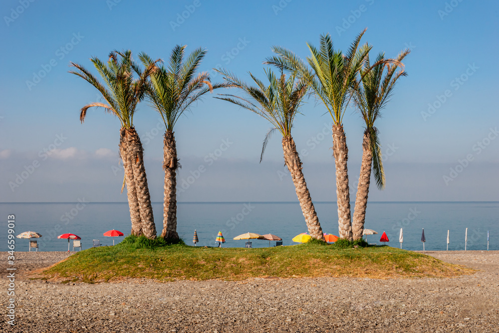 Palm trees on an empty beach with abandoned parasol umbrellas lined up looking out to the Mediterranean sea at La Herradura, Costa Tropical, Spain on a sunny summer morning