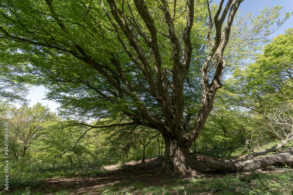 The oldest tree in the Clent Hills in Worcestershire The oldest tree in the Clent Hills in Worcestershire