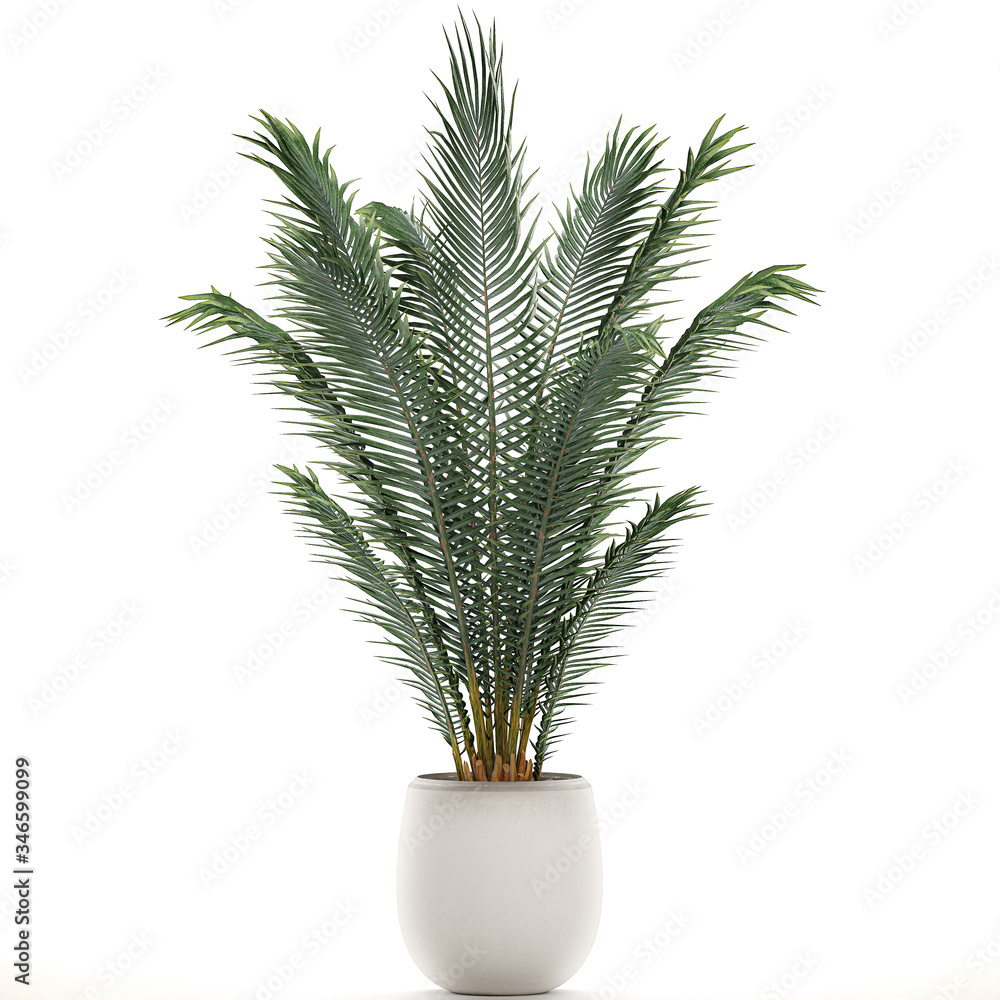 Palm tree in a white pot isolated on white background