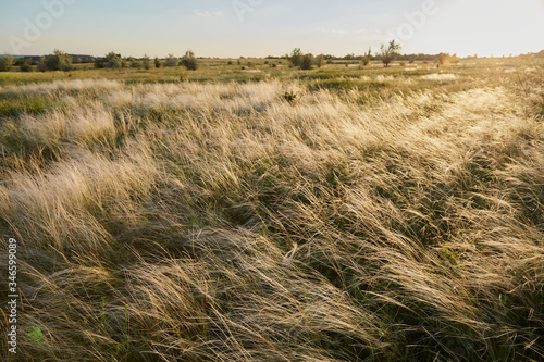 Yellow golden tussock grass of New Zealand in wind