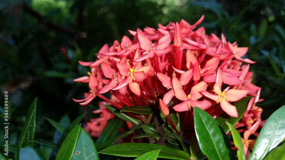 Sri Lanken Rathmal Flower