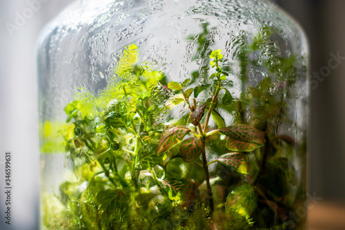 Plants in a closed glass bottle. Terrarium jar ecosystem. Moisture condenses on the inside. Process of photosynthesis. Water vapor is created in the humid environment and absorbed back into the soil photo