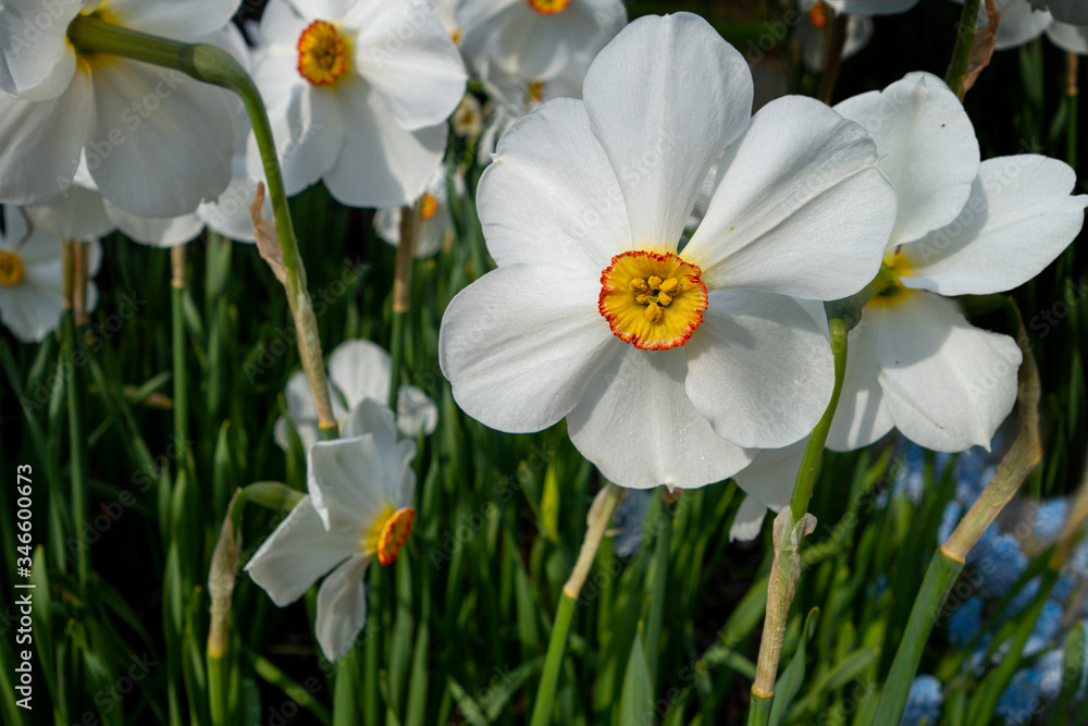 Close-up of white daffodil, Paperwhite, Narcissus papyraceus, blooming flowers, Close-up of white daffodil, Paperwhite, Narcissus papyraceus, blooming flowers,