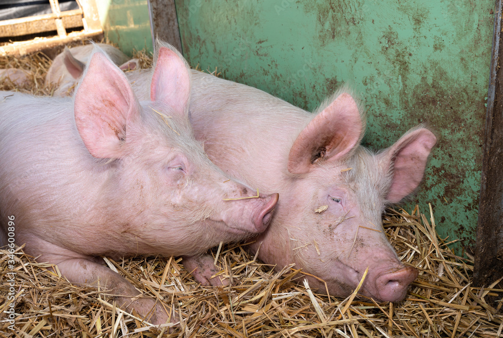 Bio - Schweinehaltung - Jungsauen liegend im Aussenstall. Bio - Schweinehaltung - Jungsauen liegend im Aussenstall.