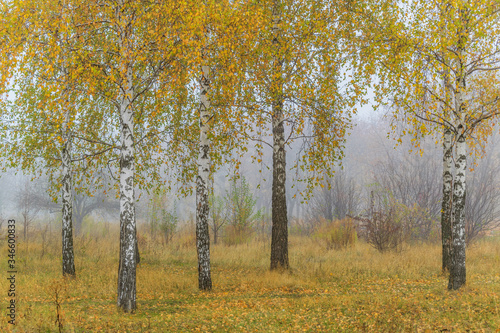Picturesque autumn landscape in the park with birches and fallen leaves