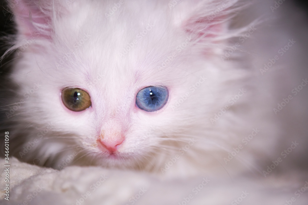 white kitten with heterochromia lies close-up color