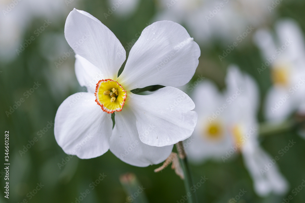 Obraz premium white and yellow daffodils