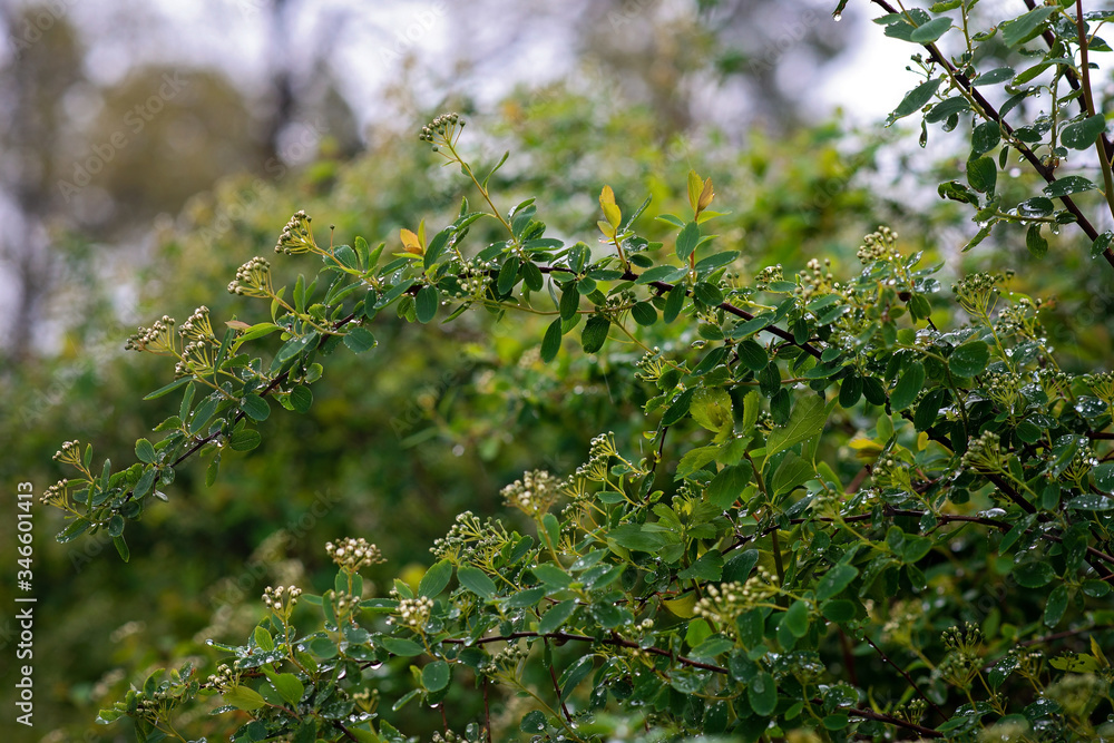 Green leaves of Spiraea nipponica Snowmound under the drops of spring rain. Natural floral texture. Soft selective focus. Green leaves of Spiraea nipponica Snowmound under the drops of spring rain. Natural floral texture. Soft selective focus.