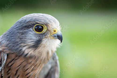 Close up portrait of a Falcon © jefflandphoto