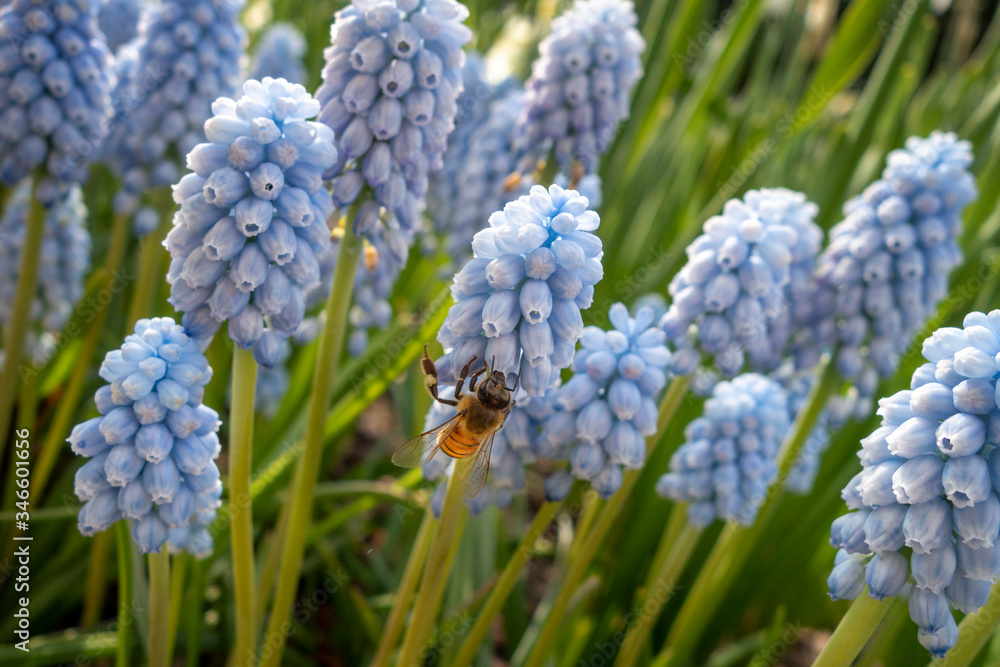 a honey bee on a grape hyacinth light blue purple blooming flowers in a garden a honey bee on a grape hyacinth light blue purple blooming flowers in a garden
