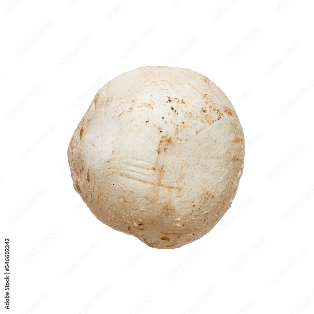 mushrooms on a white background mushrooms on a white background