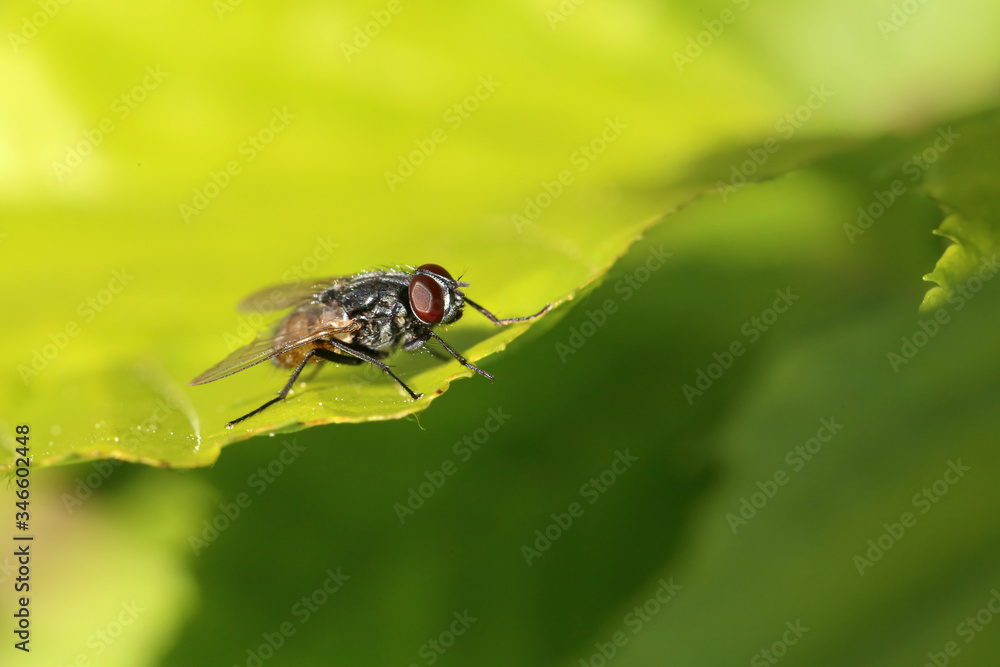 A garden fly is resting on a leaf A garden fly is resting on a leaf