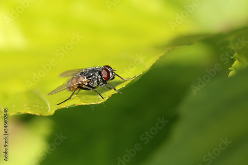 A garden fly is resting on a leaf © leomalsam