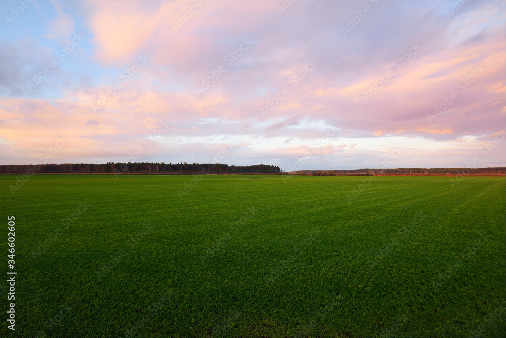 A view of the green countryside agricultural plowed field with a tractor tracks at sunset. Beautiful pink cloudscape. Classical rural scene. Climate change theme. Latvia - obrazy, fototapety, plakaty 