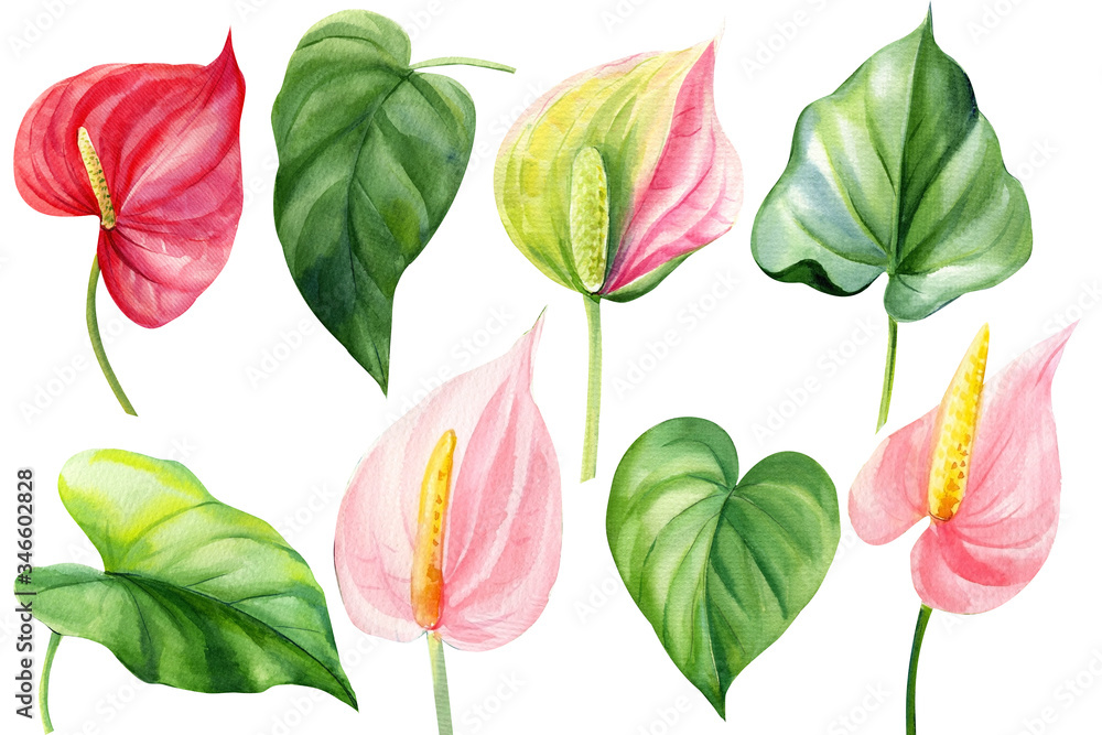 Obraz premium Set of anthurium, leaves on an isolated white background. Set of leaves and flowers. Jungle botanical watercolor illustration, floral elements.