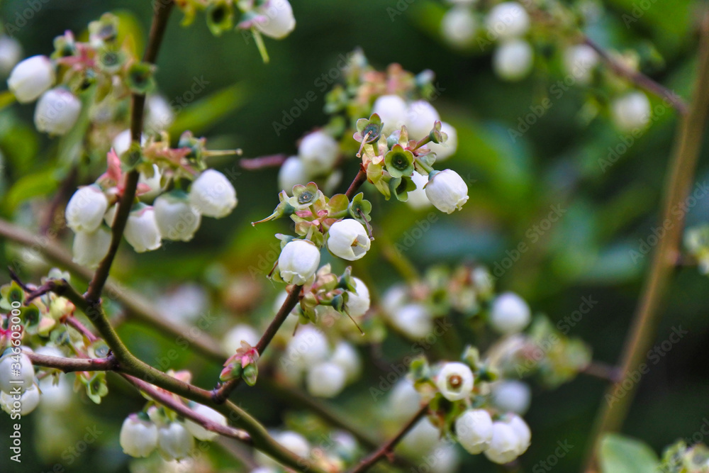 Das sieht man Dir nicht an - Gartenheidelbeere - Blüten Das sieht man Dir nicht an - Gartenheidelbeere - Blüten