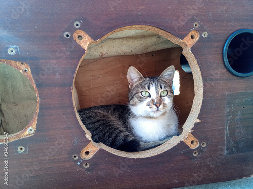 The cat climbed into the speaker housing. Case of Acoustic vintage system amphiton 35ac-018 during restoration. Grinding and painting. photo