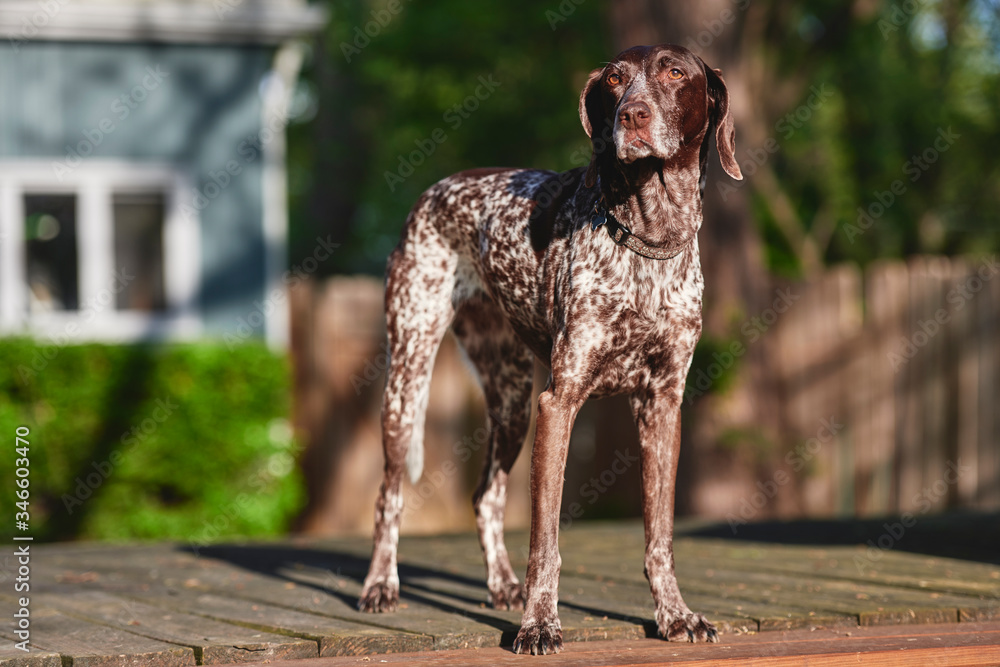 a purebred dog standing outside on a deck in a backyard