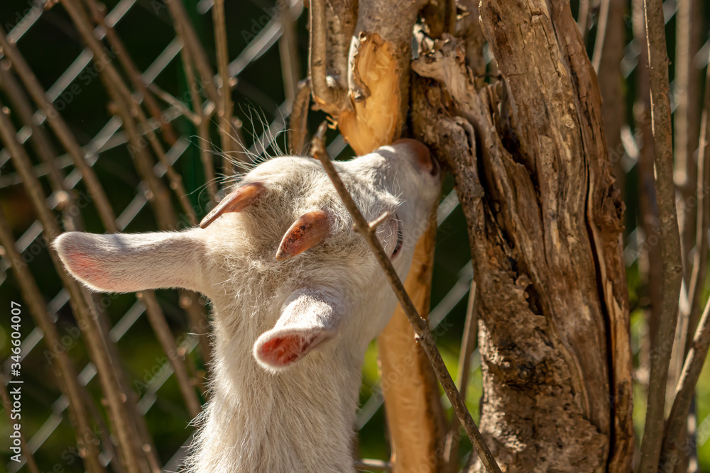 Fototapeta premium Baby goat eating tree bark