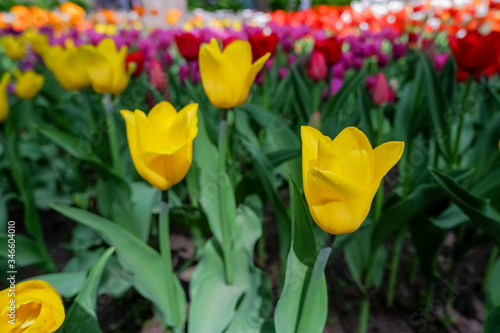 Holiday or birthday background with beautiful close-up red and yellow tulips flowerbed.bright sunny day in may.spring flower park. Amazing spring flowers. Beautiful nature floral background.