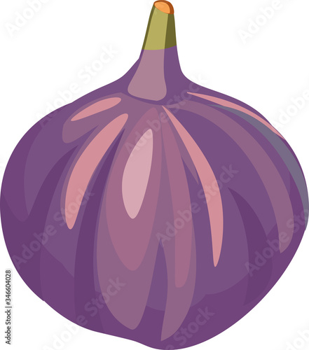 Fig isolated on white background