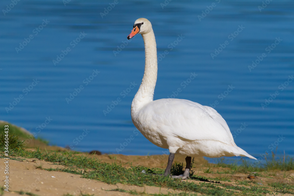 Mute Swan, Cygnus olor. A swan stands on the banks of the river Mute Swan, Cygnus olor. A swan stands on the banks of the river