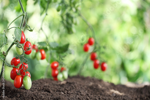 vegetable garden fresh tomatoes cherry plants close up on soil