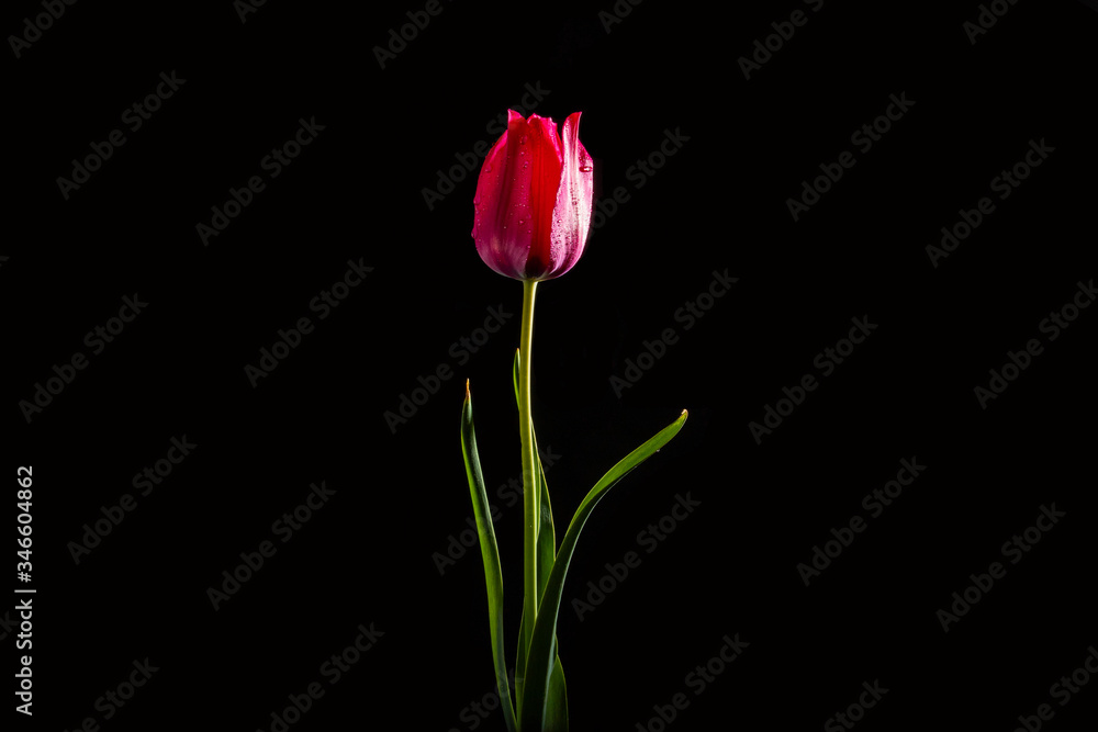 Red and pink side of a tulip in spring closeup on a black background.