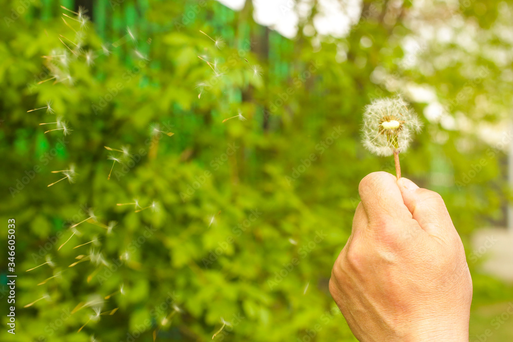dandelion in the hands of a man
