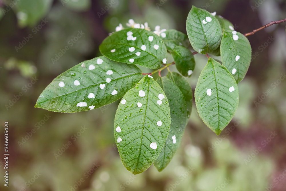 Fallen bird cherry petals on its green leaves after rain. Prunus padus, known as hackberry, hagberry, or Mayday tree. Fallen bird cherry petals on its green leaves after rain. Prunus padus, known as hackberry, hagberry, or Mayday tree.