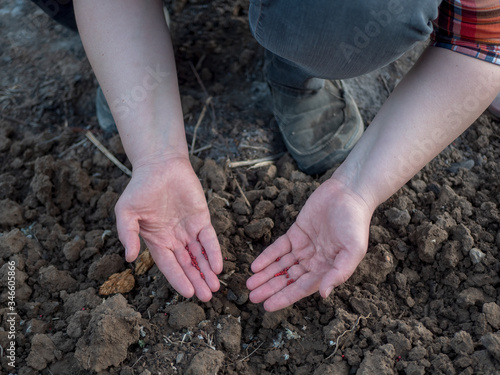 young extravagant woman in farmer's plaid shirt is planting carrot seeds in prepared garden bed. Dark spring land takes plant seeds. Hands close up