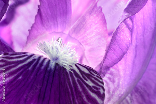 Fototapeta Naklejka Na Ścianę i Meble -  Purple iris macro. Natural floral background.