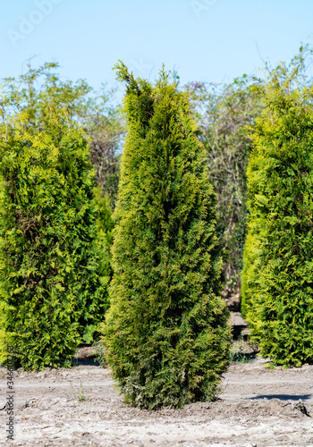 Plantation with rows of thuja  coniferum  cyprus  pine trees in different shapes