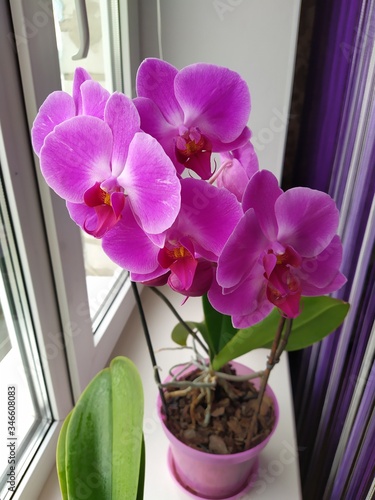 Colorful pink Orchid flower blooming on the window in house. photo