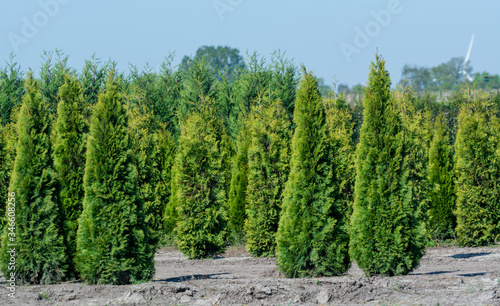 Plantation with rows of thuja, coniferum, cyprus, pine trees in different shapes photo