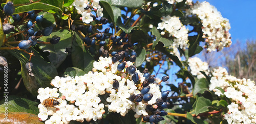 Viburnum tinus bush with black berries and white flowers on a background of nature. Panorama. photo